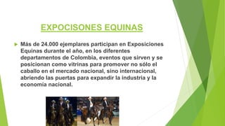 EXPOCISONES EQUINAS
 Más de 24.000 ejemplares participan en Exposiciones
Equinas durante el año, en los diferentes
departamentos de Colombia, eventos que sirven y se
posicionan como vitrinas para promover no sólo el
caballo en el mercado nacional, sino internacional,
abriendo las puertas para expandir la industria y la
economía nacional.
 
