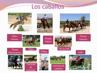 Los caballos
salto
Doma
clásica
Doma
vaquera
Horse ballDoma
Menorquina
Carreras
de
trotones
Polo
Carreras de
caballos
Salto
atraves
Volteo
 