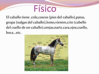 El caballo tiene ,cola,cascos (pies del caballo),patas,
grupa (nalgas del caballo),lomo,vientre,crin (cabello
del cuello de un caballo),orejas,nariz,cara,ojos,cuello,
boca…etc.
Físico
 