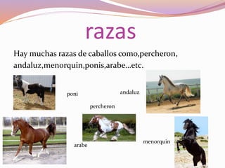 razas
Hay muchas razas de caballos como,percheron,
andaluz,menorquin,ponis,arabe…etc.
poni andaluz
arabe
menorquin
percheron
 