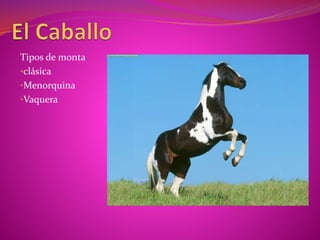 Tipos de monta
•clásica
•Menorquina
•Vaquera
 