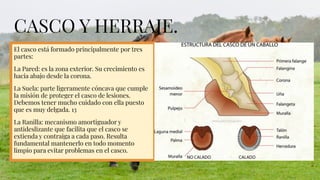 CASCO Y HERRAJE.
El casco está formado principalmente por tres
partes:
La Pared: es la zona exterior. Su crecimiento es
hacia abajo desde la corona.
La Suela: parte ligeramente cóncava que cumple
la misión de proteger el casco de lesiones.
Debemos tener mucho cuidado con ella puesto
que es muy delgada. 13
La Ranilla: mecanismo amortiguador y
antideslizante que facilita que el casco se
extienda y contraiga a cada paso. Resulta
fundamental mantenerlo en todo momento
limpio para evitar problemas en el casco.
 