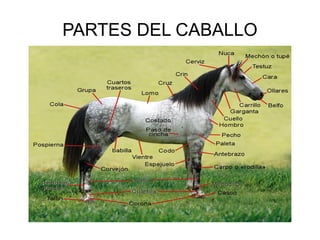 El caballo.Vicente Morales Romera