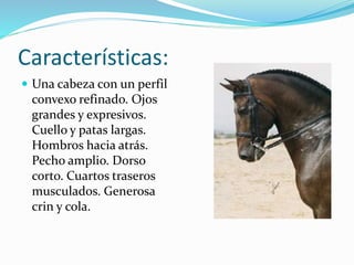 Características:
 Una cabeza con un perfil
convexo refinado. Ojos
grandes y expresivos.
Cuello y patas largas.
Hombros hacia atrás.
Pecho amplio. Dorso
corto. Cuartos traseros
musculados. Generosa
crin y cola.
 
