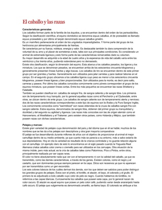 El caballo y las razas
Características generales
Los caballos forman parte de la familia de los équidos, y se encuentran dentro del orden de los perisodáctilos.
Según la clasificación científica, el equino doméstico se denomina equus caballus, el de przewalski es llamado
equus przewalskii y por último el tarpán denominado equus caballus gmelini.
Es un mamífero perteneciente al orden de los ungulados imparadigitados. Y forma parte del grupo de los
herbívoros por alimentarse principalmente de hierbas.
Se caracteriza por su fuerza, nobleza, energía y valor. Es destacable también la clara comprensión de la
voluntad de su amo y el placer de someterse a esta, tales son sus principales condiciones. Es considerado un
animal de extremada ligereza y esto forma parte de las características remarcables dado su volumen.
Su mayor desarrollo es adquirido a la edad de cuatro años y la esperanza de vida del caballo varía entre los
veinticinco y los treinta años, pudiendo extenderse pero no demasiado.
Existe otra clasificación, según la dimensión del equino. Esta abarca a los caballos pesados, los ligeros y los
miniatura. Los que se denominan pesados, se encuentran arriba de los seiscientos cincuenta kilogramos y
generalmente presentan líneas fuertes y algo toscas. Los caballos de tiro se encuentran dentro de este primer
grupo por ser grandes y fuertes. Generalmente son utilizados para jalar carretas y para realizar labores en el
campo. En el segundo grupo ubicamos a los caballos ligeros cuyo peso es menor a los seiscientos cincuenta
kilogramos, poseen líneas ligeras y bien proporcionadas. Son utilizados para la monta, es decir para salto,
carreras y paseos. Por último los caballos conocidos comúnmente como póneis corresponden al grupo de los
equinos miniatura, que poseen líneas cortas. Entre los más pequeños se encuentran las razas Shetland y
Falabella.
También se pueden clasificar en: caballos de sangre fría, de sangra caliente y de sangre tibia. Los primeros
son de temperamento muy tranquilo, por lo general aquellas razas como el Percherón y el Clydesdale, entre
otras, se ubican dentro de ente grupo. Los caballos de sangre caliente son de temperamento alerta y nervioso;
dos de las razas características correspondientes a este tipo de equinos son la Árabe y la Pura Sangre Inglés.
Los comúnmente conocidos como "warmblood" son razas obtenidas de la cruza de caballos sangre fría con
sangre caliente. Estos equinos, denominados de sangre tibia, obtienen del primer grupo su tranquilidad y
docilidad y del segundo su agilidad y ligereza. Las razas más conocidas son las de origen alemán como el
Hanoveriano, el Westfaliano y el Trakener; pero existen otros países, como Holanda y Méjico, que también
poseen razas con dichas características.
Pelajes y marcas:
Existe gran variedad de pelajes cuya denominación del país y del idioma que en él se hable; muchos de los
nombres que se les da a los pelajes son descriptivos y otra gran mayoría comparativos
El pelaje se fue desarrollando durante millones de años con el objetivo de proporcionar al animal el mejor
camuflaje dentro de su medio ambiente, ya que cuanto más se parecía a su entorno, más a salvo estaría de
sus depredadores. Hoy en día la variedad es resultado de la crianza controlada y no guarda relación alguna
con el camuflaje. Un ejemplo claro de esto lo encontramos en el siglo pasado cuando la Yeguada Real
Alemana criaba caballos color crema o cremello para ser utilizados en los carruajes. Otra situación de la
misma índole, pero más actual, es la cría de caballos tales como Palominos, Píos o Pintos, entre otros,
principalmente realizada por ser capas raras.
El color no tiene absolutamente nada que ver con el temperamento ni con la calidad del caballo, ya que es
transmitido, como las demás características, a través de los genes. Existen colores, como el negro y el
castaño, que son dominantes porque siempre parecen en la capa. Otros son recesivos ya que no aparecen
por ser transmitidos como un gen escondido.
Los seis colores básicos de los cuáles derivan los demás, son los que deben ser sabidos para poder distinguir
los grandes grupos de pelajes. Éstos son el prieto, el tordillo, el alazán, el bayo, el colorado y el grullo. El
primero le es adjudicado a todo caballo cuyo color de pelo es negro. Cuando hablamos de tordillos, no
referimos a las capas blancas. Curiosamente los caballos que poseen esta capa, por lo general nacen de
color oscuro. El alazán es aquel equino que posee un pelo color café, pudiendo variar desde anaranjado hasta
café oscuro. El pelaje que vulgarmente es denominado amarillo, se llama bayo. El colorado se atribuye a los

 