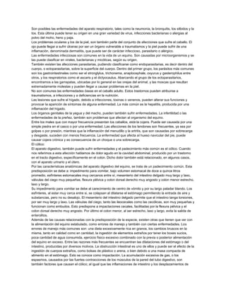 Son posibles las enfermedades del aparato respiratorio, tales como la neumonía, la bronquitis, los silbidos y la
tos. Esta última puede tener su origen en una gran variedad de virus, infecciones bacterianas o alergias al
polvo del moho, heno y paja.
Los problemas oculares y los de la piel, son también parte del conjunto de afecciones que sufre el caballo. El
ojo puede llegar a sufrir úlceras por ser un órgano vulnerable a traumatismos y la piel puede sufrir de una
inflamación, denominada dermatitis, que puede ser de carácter infeccioso, parasitario o alérgico.
Las enfermedades infecciosas son comunes en la vida de un equino. Son causadas por microorganismos y se
las puede clasificar en virales, bacterianas y micóticas, según su origen.
También existen las afecciones parasitarias, pudiendo clasificarse como endoparasitarias, es decir dentro del
cuerpo, o ectoparasitarias, sobre la superficie del cuerpo. Dentro del primer grupo, los parásitos más comunes
son los gastrointestinales como ser el stronglylus, trichonema, anaplocephale, oxyurus y gasterophilus entre
otros, y los respiratorios como el ascaris y el dictyocaulus. Abarcando el grupo de los ectoparasitarios,
encontramos a las garrapatas, ubicadas por lo general en las orejas del animal, y las moscas que resultan
extremadamente molestas y pueden llegar a causar problemas en la piel.
No son comunes las enfermedades óseas en el caballo adulto. Estos trastornos pueden atribuirse a
traumatismos, a infecciones y a deficiencias en la nutrición.
Las lesiones que sufre el hígado, debido a infecciones, toxinas o venenos, pueden alterar sus funciones y
provocar la aparición de síntomas de alguna enfermedad. La más común es la hepatitis, producida por una
inflamación del hígado.
Los órganos genitales de la yegua y del macho, pueden también sufrir enfermedades. La infertilidad o las
enfermedades de la preñez, también son problemas que afectan al organismo del equino.
Entre los males que con mayor frecuencia presentan los caballos, está la cojera. Puede ser causada por una
simple piedra en el casco o por una enfermedad. Las afecciones de los tendones son frecuentes, ya sea por
golpes o por presión, mientras que la inflamación del menudillo y la artritis, que son causadas por sobrecarga
y desgaste, suceden con menos frecuencia. La enfermedad que afecta al hueso navicular del pie, puede
causar cojera crónica y es consecuencia de un choque o una sobrecarga.
El cólico:
El aparato digestivo, también puede sufrir enfermedades y el padecimiento más común es el cólico. Cuando
nos referimos a esta afección hablamos de dolor agudo en la cavidad abdominal, producido por un trastorno
en el tracto digestivo, específicamente en el colon. Dicho dolor también está relacionado, en algunos casos,
con el aparato urinario y el útero.
Por las características anatómicas del aparato digestivo del equino, se trata de un padecimiento común. Esta
predisposición se debe a: impedimento para vomitar, bajo volumen estomacal de doce a quince litros
promedio, esfínteres estomacales muy cercanos entre sí, mesenterio del intestino delgado muy largo y laxo,
válvulas del ciego muy pequeñas, flexura pélvica y colon dorsal derecho muy angosto y colon menor estrecho,
laxo y largo.
Su impedimento para vomitar se debe al carecimiento de centro de vómito y por su largo paladar blando. Los
esfínteres, al estar muy cerca entre si, se colapsan al dilatarse el estómago permitiendo la entrada de aire y
substancias, pero no su desalojo. El mesenterio del intestino delgado permite que el intestino tanga torsiones,
por ser muy largo y laxo. Las válvulas del ciego, tanto las ileocecales como las cecólicas, son muy pequeñas y
funcionan como embudos. Esto predispone a impactaciones cecales, facilitadas por la flexura pélvica y el
colon dorsal derecho muy angosto. Por último el colon menor, al ser estrecho, laxo y largo, evita la salida de
enterolitos.
Además de las causas relacionadas con la predisposición de la especie, existen otras que tienen que ver con
la alimentación del equino estabulado, como errores de manejo y también con ciertas enfermedades. Los
errores de manejo más comunes son: una dieta excesivamente rica en granos, los cambios bruscos en la
misma, tanto en calidad como en cantidad, la ingestión de elementos extraños por tener los boxes sucios,
poca cantidad de agua consumida, ejercicio físico excesivo combinado con la previa o posterior alimentación
del equino en exceso. Entre las razones más frecuentes se encuentran las dilataciones del estómago o del
intestino, producidas por diversos motivos. La obstrucción intestinal es uno de ellos y puede ser el efecto de la
ingestión de cuerpos extraños, como bolsas de plástico o arena, o bien debido a una masa compacta de
alimento en el estómago. Esto se conoce como impactación. La acumulación excesiva de gas, o los
espasmos, causados por las fuertes contracciones de los músculos de la pared del tubo digestivo, son
también factores que causan el cólico; al igual que las inflamaciones de intestino y los desplazamientos de

 