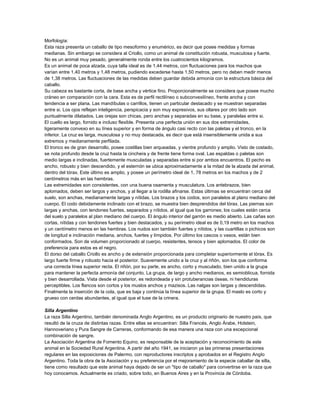 Morfología:
Esta raza presenta un caballo de tipo mesoformo y enumérico, es decir que posee medidas y formas
medianas. Sin embargo se considera al Criollo, como un animal de constitución robusta, musculosa y fuerte.
No es un animal muy pesado, generalmente ronda entre los cuatrocientos kilogramos.
Es un animal de poca alzada, cuya talla ideal es de 1,44 metros, con fluctuaciones para los machos que
varían entre 1,40 metros y 1,48 metros, pudiendo excederse hasta 1,50 metros, pero no deben medir menos
de 1,38 metros. Las fluctuaciones de las medidas deben guardar debida armonía con la estructura básica del
caballo.
Su cabeza es bastante corta, de base ancha y vértice fino. Proporcionalmente se considera que posee mucho
cráneo en comparación con la cara. Esta es de perfil rectilíneo o subconvexilíneo, frente ancha y con
tendencia a ser plana. Las mandíbulas o carrillos, tienen un particular destacado y se muestran separadas
entre si. Los ojos reflejan inteligencia, perspicacia y son muy expresivos, sus ollares por otro lado son
puntualmente dilatados. Las orejas son chicas, pero anchas y separadas en su base, y paralelas entre si.
El cuello es largo, fornido e incluso flexible. Presenta una perfecta unión en sus dos extremidades,
ligeramente convexo en su línea superior y en forma de ángulo casi recto con las paletas y el tronco, en la
inferior. La cruz es larga, musculosa y no muy destacada, es decir que está insensiblemente unida a sus
extremos y medianamente perfilada.
El tronco es de gran desarrollo, posee costillas bien arqueadas, y vientre profundo y amplio. Visto de costado,
se nota profundo desde la cruz hasta la cinchera y de frente tiene forma oval. Las espaldas o paletas son
medio largas e inclinadas, fuertemente musculadas y separadas entre si por ambos encuentros. El pecho es
ancho, robusto y bien descendido, y el esternón se ubica aproximadamente a la mitad de la alzada del animal,
dentro del tórax. Este último es amplio, y posee un perímetro ideal de 1, 78 metros en los machos y de 2
centímetros más en las hembras.
Las extremidades son consistentes, con una buena osamenta y musculatura. Los antebrazos, bien
aplomados, deben ser largos y anchos, y al llegar a la rodilla afinarse. Estas últimas se encuentran cerca del
suelo, son anchas, medianamente largas y nítidas. Los brazos y los codos, son paralelos al plano mediano del
cuerpo. El codo debidamente inclinado con el brazo, se muestra bien desprendidos del tórax. Las piernas son
largas y anchas, con tendones fuertes, separados y nítidos, al igual que los garrones; los cuales están cerca
del suelo y paralelos al plan mediano del cuerpo. El ángulo interior del garrón es medio abierto. Las cañas son
cortas, nítidas y con tendones fuertes y bien destacados, y su perímetro ideal es de 0,19 metro en los machos
y un centímetro menos en las hembras. Los nudos son también fuertes y nítidos, y las cuartillas o pichicos son
de longitud e inclinación mediana, anchos, fuertes y límpidos. Por último los cascos o vasos, están bien
conformados. Son de volumen proporcionado al cuerpo, resistentes, tensos y bien aplomados. El color de
preferencia para estos es el negro.
El dorso del caballo Criollo es ancho y de extensión proporcionada para completar superiormente el tórax. Es
largo fuerte firme y robusto hacia el posterior. Suavemente unido a la cruz y al riñón, son los que conforma
una correcta línea superior recta. El riñón, por su parte, es ancho, corto y musculado, bien unido a la grupa
para mantener la perfecta armonía del conjunto. La grupa, de largo y ancho medianos, es semioblicua, fornida
y bien desarrollada. Vista desde el posterior, es redondeada y sin protuberancias óseas, ni hendiduras
perceptibles. Los flancos son cortos y los muslos anchos y mazisos. Las nalgas son largas y descendidas.
Finalmente la inserción de la cola, que es baja y continúa la línea superior de la grupa. El maslo es corto y
grueso con cerdas abundantes, al igual que el tuse de la crinera.
Silla Argentino
La raza Silla Argentino, también denominada Anglo Argentino, es un producto originario de nuestro país, que
resultó de la cruza de distintas razas. Entre ellas se encuentran: Silla Francés, Anglo Árabe, Holstein,
Hannoveriano y Pura Sangre de Carreras, conformando de esa manera una raza con una excepcional
combinación de sangre.
La Asociación Argentina de Fomento Equino, es responsable de la aceptación y reconocimiento de este
animal en la Sociedad Rural Argentina. A partir del año 1941, se iniciaron ya las primeras presentaciones
regulares en las exposiciones de Palermo, con reproductores inscriptos y aprobados en el Registro Anglo
Argentino. Toda la obra de la Asociación y su preferencia por el mejoramiento de la especie caballar de silla,
tiene como resultado que este animal haya dejado de ser un "tipo de caballo" para convertirse en la raza que
hoy conocemos. Actualmente es criado, sobre todo, en Buenos Aires y en la Provincia de Córdoba.

 
