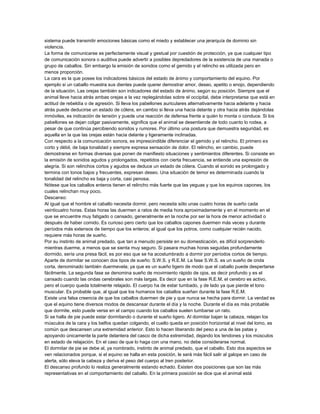 sistema puede transmitir emociones básicas como el miedo y establecer una jerarquía de dominio sin
violencia.
La forma de comunicarse es perfectamente visual y gestual por cuestión de protección, ya que cualquier tipo
de comunicación sonora o auditiva puede advertir a posibles depredadores de la existencia de una manada o
grupo de caballos. Sin embargo la emisión de sonidos como el gemido y el relincho es utilizada pero en
menos proporción.
La cara es la que posee los indicadores básicos del estado de ánimo y comportamiento del equino. Por
ejemplo si un caballo muestra sus dientes puede querer demostrar amor, deseo, apetito o enojo, dependiendo
de la situación. Las orejas también son indicadores del estado de ánimo, según su posición. Siempre que el
animal lleve hacia atrás ambas orejas a la vez replegándolas sobre el occipital, debe interpretarse que está en
actitud de rebeldía o de agresión. Si lleva los pabellones auriculares alternativamente hacia adelante y hacia
atrás puede deducirse un estado de cólera, en cambio si lleva una hacia delante y otra hacia atrás dejándolas
inmóviles, es indicación de tensión y puede una reacción de defensa frente a quién lo monta o conduce. Si los
pabellones se dejan colgar pasivamente, significa que el animal se desentiende de todo cuanto lo rodea, a
pesar de que continúa percibiendo sonidos y rumores. Por último una postura que demuestra seguridad, es
aquella en la que las orejas están hacia delante y ligeramente inclinadas.
Con respecto a la comunicación sonora, es imprescindible diferenciar el gemido y el relincho. El primero es
corto y débil, de baja tonalidad y siempre expresa sensación de dolor. El relincho, en cambio, puede
demostrarse en formas diversas que ponen de manifiesto situaciones y sentimientos diferentes. Si consiste en
la emisión de sonidos agudos y prolongados, repetidos con cierta frecuencia, se entiende una expresión de
alegría. Si son relinchos cortos y agudos se deduce un estado de cólera. Cuando el sonido es prolongado y
termina con tonos bajos y frecuentes, expresan deseo. Una situación de temor es determinada cuando la
tonalidad del relincho es baja y corta, casi penosa.
Nótese que los caballos enteros tienen el relincho más fuerte que las yeguas y que los equinos capones, los
cuales relinchan muy poco.
Descanso:
Al igual que el hombre el caballo necesita dormir, pero necesita sólo unas cuatro horas de sueño cada
veinticuatro horas. Estas horas las duermen a ratos de media hora aproximadamente y en el momento en el
que se encuentre muy fatigado o cansado, generalmente en la noche por ser la hora de menor actividad o
después de haber comido. Es curioso pero cierto que los caballos capones duermen más veces y durante
períodos más extensos de tiempo que los enteros; al igual que los potros, como cualquier recién nacido,
requiere más horas de sueño.
Por su instinto de animal predado, que tan a menudo persiste en su domesticación, es difícil sorprenderlo
mientras duerme, a menos que se sienta muy seguro. Si pasara muchas horas seguidas profundamente
dormido, sería una presa fácil, es por eso que se ha acostumbrado a dormir por períodos cortos de tiempo.
Aparte de dormitar se conocen dos tipos de sueño: S.W.S. y R.E.M. La fase S.W.S. es un sueño de onda
corta, denominado también duermevela; ya que es un sueño ligero de modo que el caballo puede despertarse
fácilmente. La segunda fase se denomina sueño de movimiento rápido de ojos, es decir profundo y es el
cansado cuando las ondas cerebrales son más largas. Es decir que en la fase R.E.M. el cerebro es activo,
pero el cuerpo queda totalmente relajado. El cuerpo ha de estar tumbado, y de lado ya que pierde el tono
muscular. Es probable que, al igual que los humanos los caballos sueñan durante la fase R.E.M.
Existe una falsa creencia de que los caballos duermen de pie y que nunca se hecha para dormir. La verdad es
que el equino tiene diversos modos de descansar durante el día y la noche. Durante el día es más probable
que dormite, esto puede verse en el campo cuando los caballos suelen tumbarse un rato.
Si se halla de pie puede estar dormitando o durante el sueño ligero. Al dormitar bajan la cabeza, relajan los
músculos de la cara y los belfos quedan colgando, el cuello queda en posición horizontal al nivel del lomo, es
común que descansen una extremidad anterior. Esto lo hacen liberando del peso a una de las patas y
apoyando únicamente la parte delantera del casco de dicha extremidad, dejando los tendones y los músculos
en estado de relajación. En el caso de que lo haga con una mano, no debe considerarse normal.
El dormitar de pie se debe al, ya nombrado, instinto de animal predado, que el caballo. Esto dos aspectos se
ven relacionados porque, si el equino se halla en esta posición, le será más fácil salir al galope en caso de
alerta, sólo eleva la cabeza y deriva el peso del cuerpo al tren posterior.
El descanso profundo lo realiza generalmente estando echado. Existen dos posiciones que son las más
representativas en el comportamiento del caballo. En la primera posición se dice que el animal está

 