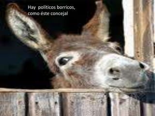 Hay políticos borricos,
como éste concejal
 
