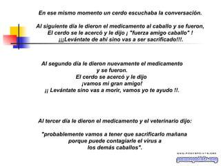 En ese mismo momento un cerdo escuchaba la conversación.  Al siguiente día le dieron el medicamento al caballo y se fueron,  El cerdo se le acercó y le dijo ¡ "fuerza amigo caballo" !  ¡¡¡Levántate de ahí sino vas a ser sacrificado!!!. Al segundo día le dieron nuevamente el medicamento y se fueron. El cerdo se acercó y le dijo  ¡vamos mi gran amigo! ¡¡ Levántate sino vas a morir, vamos yo te ayudo !!. Al tercer día le dieron el medicamento y el veterinario dijo: "probablemente vamos a tener que sacrificarlo mañana  porque puede contagiarle el virus a los demás caballos". 