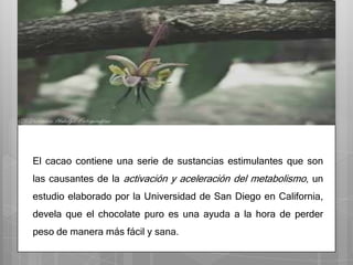 .




El cacao contiene una serie de sustancias estimulantes que son
las causantes de la activación y aceleración del metabolismo, un
estudio elaborado por la Universidad de San Diego en California,
devela que el chocolate puro es una ayuda a la hora de perder
peso de manera más fácil y sana.
 