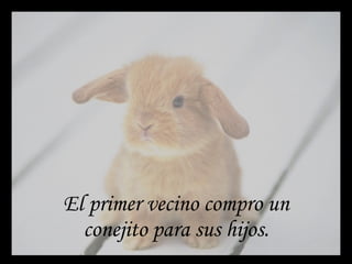 El primer vecino compro un conejito para sus hijos. 