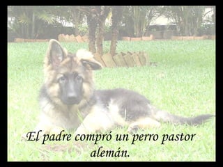 El padre compró un perro pastor alemán. 