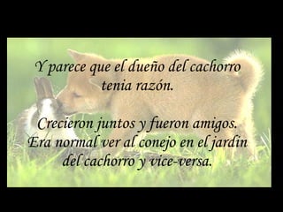 Y parece que el dueño del cachorro tenia razón. Crecieron juntos y fueron amigos. Era normal ver al conejo en el jardin del cachorro y vice-versa. 