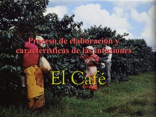 Proceso de elaboración y características de las infusiones El Café 