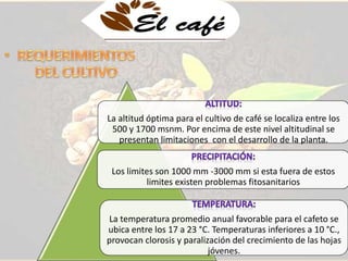 La altitud óptima para el cultivo de café se localiza entre los 
500 y 1700 msnm. Por encima de este nivel altitudinal se 
presentan limitaciones con el desarrollo de la planta. 
Los limites son 1000 mm -3000 mm si esta fuera de estos 
limites existen problemas fitosanitarios 
La temperatura promedio anual favorable para el cafeto se 
ubica entre los 17 a 23 °C. Temperaturas inferiores a 10 °C., 
provocan clorosis y paralización del crecimiento de las hojas 
jóvenes. 
 