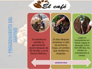 Se siembra la 
semilla, la 
germinación 
ocurre después de 
45-50 días, y se le 
llaman fósforos, 
15 días después 
empiezan a salir 
las primeras 
hojas, el nombre 
que reciben es 
chapolas, 
Luego se 
transplantan en 
bolsas negras al 
almacigo. Entre 
150-180 días, los 
árboles se 
transplantan al 
campo. 
 