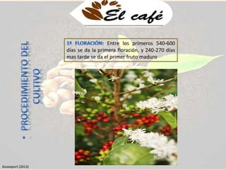 Entre los primeros 540-600 
días se da la primera floración, y 240-270 días 
mas tarde se da el primer fruto maduro 
Asoexport (2013) 
 