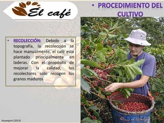 Debido a la 
topografía, la recolección se 
hace manualmente, el café esta 
plantado principalmente en 
laderas. Con el propósito de 
mejorar la calidad, los 
recolectores solo recogen los 
granos maduros 
Asoexport (2013) 
 