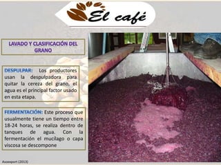 Los productores 
usan la despulpadora para 
quitar la cereza del grano, el 
agua es el principal factor usado 
en esta etapa. 
Este proceso que 
usualmente tiene un tiempo entre 
18-24 horas, se realiza dentro de 
tanques de agua. Con la 
fermentación el mucílago o capa 
viscosa se descompone 
Asoexport (2013) 
 