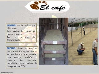 se lo realiza por 
ultima vez 
Para retirar la cereza ya 
descompuesta 
Por el proceso de 
fermentación 
Este proceso se 
hace al sol. En algunas fincas 
se usa hornos que trabajan 
con energía, carbón o 
madera. La humedad 
permitida para realizar la 
compra es de 12% 
Asoexport (2013) 
 