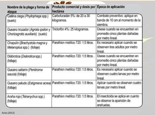 • ENFERMEDADES Y PLAGAS DEL CULTIVO Y SUS 
TRATAMIENTOS 
Arias (2012) 
 