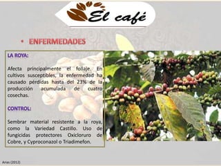 Afecta principalmente el follaje. En 
cultivos susceptibles, la enfermedad ha 
causado pérdidas hasta del 23% de la 
producción acumulada de cuatro 
cosechas. 
Sembrar material resistente a la roya, 
como la Variedad Castillo. Uso de 
fungicidas protectores Oxicloruro de 
Cobre, y Cyproconazol o Triadimefon. 
Arias (2012) 
 