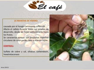 causada por el hongo Cercospora coffeicola. 
Afecta el cafeto durante todos sus estados de 
desarrollo, desde las hojas cotiledonares hasta 
los frutos. 
Se caracteriza porque son pequeñas manchas 
circulares de color pardo claro o marrón rojizo. 
Sulfato de cobre y cal, silvacur, carbendazin, 
hexatretaconazo 
Arias (2012) 
 