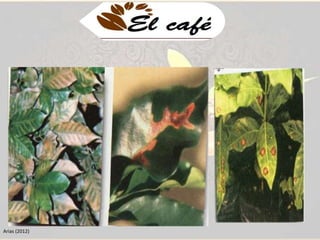 Las llagas del cafeto 
Ceratocystis fimbriata, 
Rosellinia bunodes 
R. pepo. 
Causa la muerte de los árboles. En ataques 
severos puede reducir entre el 20% y el 40% la 
densidad de plantas. 
Control: 
Se recomienda la desinfección de las 
herramientas con hipoclorito al 5% o formol al 
10% y la protección de las heridas con 
fungicidas como benomil y carbendazim, en 
dosis de 4 gramos por litro de agua. 
Arias (2012) 
 