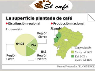 El café se produce en 20 de las 23 
provincias del país lo cual denota la 
gran importancia socioeconómica 
del sector. 
EN ECUADOR 
La Asociación Nacional de 
Exportadores de Café, ANECAFE, 
estima que en la región costa se 
siembra 112,000 hectáreas (ha), en 
la sierra 62,000 ha, en la región 
amazónica 55.000 ha y en Galápagos 
1.000 ha de cafetales. 
 