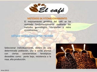 El mejoramiento genético del café se ha 
realizado fundamentalmente mediante los 
métodos genealógico, hibridación y retro 
cruzamientos. 
Seleccionar individualmente, dentro de una 
determinada población, una o varias plantas 
con ciertas características fenotípicas 
deseables como: porte bajo, resistencia a la 
roya, alta producción. 
Arias (2012) 
 
