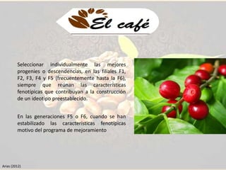Seleccionar individualmente las mejores 
progenies o descendencias, en las filiales F1, 
F2, F3, F4 y F5 (frecuentemente hasta la F6), 
siempre que reúnan las características 
fenotípicas que contribuyan a la construcción 
de un ideotipo preestablecido. 
En las generaciones F5 o F6, cuando se han 
estabilizado las características fenotípicas 
motivo del programa de mejoramiento 
Arias (2012) 
 