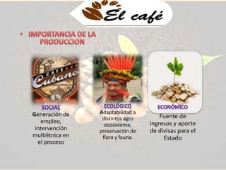 Generación de 
empleo, 
intervención 
multiétnica en 
el proceso 
Adaptabilidad a 
distintos agro 
ecosistema, 
preservación de 
flora y fauna. 
Fuente de 
ingresos y aporte 
de divisas para el 
Estado 
 