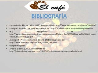 • Photo details. Flor de café. ( 2012 ). Recuperado de: http://www.panoramio.com/photo/70152542 
• F. Miguel. Ecos del café. (s.f). Recuperado de : http://academic.uprm.edu/mmonroig/id53.htm 
• (s.f). Recuperado de : 
http://www.iniap.gob.ec/nsite/images/documentos/Mejora_Gen%C3%A9tica_caf%C3%A9_experi 
encias_Ecuador%20(1).pdf 
• Aso export . Proceso del cultivo de café (2013) recuperado de: 
http://www.asoexport.org/proceso_cultivo_cafe.html 
• Google imágenes 
• Arias N. El café . ( 2012). Recuperado de: 
http://cafecooludec.blogspot.com/2012/10/enfermedades-y-plagas-del-cafe.html 
 