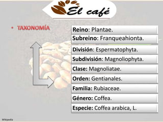 Reino: Plantae. 
Subreino: Franqueahionta. 
División: Esperm.atophyta. 
Subdivisión: Magnoliophyta. 
Clase: Magnoliatae. 
Orden: Gentianales. 
Familia: Rubiaceae. 
Género: Coffea. 
Especie: Coffea arabica, L. 
Wikipedia 
 