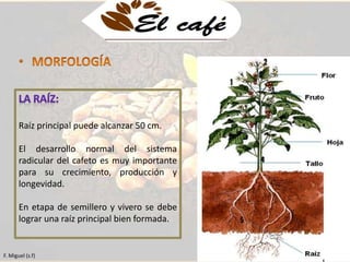 Raíz principal puede alcanzar 50 cm. 
El desarrollo normal del sistema 
radicular del cafeto es muy importante 
para su crecimiento, producción y 
longevidad. 
En etapa de semillero y vivero se debe 
lograr una raíz principal bien formada. 
F. Miguel (s.f) 
 