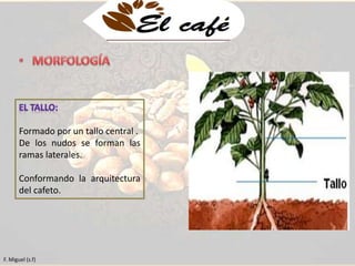 Formado por un tallo central . 
De los nudos se forman las 
ramas laterales. 
Conformando la arquitectura 
del cafeto. 
F. Miguel (s.f) 
 