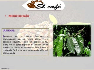 parecen en las ramas laterales o 
plagiotrópicas en un mismo plano y en 
posición opuesta. Tiene un pecíolo corto, 
plano en la parte superior y convexo en la 
inferior. La lámina es de textura fina, fuerte y 
ondulada. Su forma varía de ovalada (elíptica) 
a lanceolada 
F. Miguel (s.f) 
 