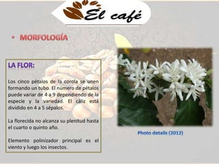 Los cinco pétalos de la corola se unen 
formando un tubo. El número de pétalos 
puede variar de 4 a 9 dependiendo de la 
especie y la variedad. El cáliz está 
dividido en 4 a 5 sépalos. 
La florecida no alcanza su plenitud hasta 
el cuarto o quinto año. 
Elemento polinizador principal es el 
viento y luego los insectos. 
 