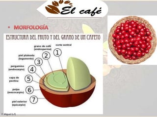 El fruto: 
es una drupa que normalmente, contiene dos 
semillas con una longitud de 10 a 17 mm que 
se conoce como café uva. 
Dependiendo de la variedad se necesitan 7 a 8 
meses para que madure, su cubierta (pulpa) es 
roja o amarilla en algunas variedades. 
Está formado por: la pulpa (exocarpio y 
mesocarpio), el pergamino (endocarpio), la 
película plateada (testa), la semilla 
(endosperma) y el embrión. 
F. Miguel (s.f) 
 