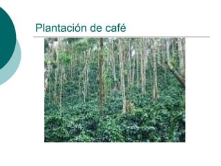Plantación de café
 