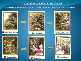 DE LA PLANTACION A LA TAZA DE CAFE
PASOS QUE SE SIGUEN PARA LLEGAR A LA TAZA DE CAFÉ DE CALIDAD
 