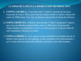 1.2 TIPOS DE CAFÉ EN LA PRODUCCION MUNIDIAL SON:
1. COFFEAARABICA.- Conocida como “Arabica” procede de las áreas
tropicales de Asia y África (proviene de etiopia, donde se cultiva alturas del
orden de 2000 msnm. Este tipo de planta se desarrolla en forma de arbustos.
2. COFFEA ROBUSTA.- También denominada “Coffea Canephaora” especie
que crece en altitudes comprendidas entre 0 a 600 msnm. Requiriendo
climas cálidos; es producida en Asia y en África presta a la mezcla final de
café instantáneo, fuerza en el sabor.
3. COFFEA LIBERICA.- es la especie menos utilizada en la producción de la
bebida. Esta especie es, sin embargo es muy resistente a las enfermedades y
por lo tanto útil para desarrollar híbridos resistentes a las enfermedades.
 