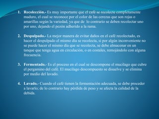 1. Recolección.- Es muy importante que el café se recolecte completamente
maduro, el cual se reconoce por el color de las cerezas que son rojas o
amarillas según la variedad, ya que de lo contrario se deben recolectar uno
por uno, dejando el pezón adherido a la rama.
2. Despulpado.- La mejor manera de evitar daños en el café recolectado, es
hacer el despulpado el mismo día se recolecta, si por algún inconveniente no
se puede hacer el mismo día que se recolecta, se debe almacenar en un
tanque que tenga agua en circulación, o en costales, remojándolo con alguna
frecuencia.
3. Fermentado.- Es el proceso en el cual se descompone el mucilago que cubre
el pergamino del café. El mucilago descompuesto se disuelve y se elimina
por medio del lavado.
4. Lavado.- Cuando el café tienen la fermentación adecuada, se debe proceder
a lavarlo; de lo contrario hay pérdida de peso y se afecta la calidad de la
debida.
 