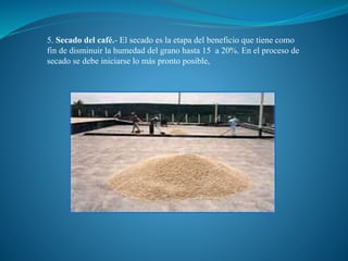 5. Secado del café.- El secado es la etapa del beneficio que tiene como
fin de disminuir la humedad del grano hasta 15 a 20%. En el proceso de
secado se debe iniciarse lo más pronto posible,
 