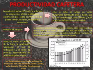 PRODUCTIVIDAD CAFETERA
la productividad en términos de volumen                  esto se debe al cultivo en zonas
    de producción, aéreas sembradas y                    marginales demasiado altas y bajas, que
exportación per- cápita es inferior a la de              no son consideradas como fértiles y a las
   países como Costa Rica, El Salvador y                 practicas deficientes de los cultivos.
               Guatemala.

                                   La caturra es una planta que tienen los cogollos color verde más claro
Siembras de caturra                que el resto de las hojas. Las hojas son más redondas que las de
                                   Borbón. Se comporta muy bien en toda la zona cafetera y es la que ha
                                   permitido que la productividad aumente en el país.

aspectos como el tamaño
de la finca, la producción
tradicional, el uso de
fertilizantes y el costo de
producir determinantes en
productividad en el país.

   Los departamentos con mayor volumen de
 producción han sido Antioquia, Caldas, Tolima,
    Valle, Quindío, Risaralda, Cundinamarca y
                       Huila.
 