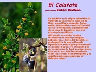 El Calafate nombre científico  Berberis  Buxifolia. La palabra es de origen tehuelche. El Calafate es un arbusto espinoso de flores amarillas y pequeños frutos azules comestibles, característico del sur de la Patagonia, especialmente de la zona de transición entre la estepa y la cordillera.  Allí donde los vientos cantan costumbres de sabios y antiguos pobladores, el fruto del Calafate es protagonista de una milenaria leyenda que relata que quien pruebe sus jugosas bayas será atrapado por un encanto que lo hará regresar una y otra vez al sur. Este fruto encierra todos los secretos de la Patagonia y es ampliamente apreciado por su delicioso sabor." 