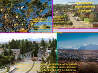 Los bosques  Sub-Antárticos y estepa  El límite  superior del bosque  se encuentra en promedio  entre los 1000 a 1100 m de altura.  Hay tres especies de Nothofagus   -La lenga (Nothofagus pumilio)   -El ñire (Nothofagus antárctica)   -El  guindo (Nothofagus betuloides )  Los bosques se encuentran dominados por el guindo, el cual en los sitios más favorables puede alcanzar los 20 a 30 metros de altura y el metro de diámetro 