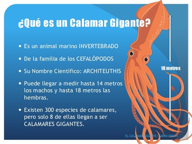 A Que Familia Pertenecen Los Calamares