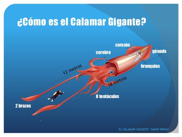 A Que Familia Pertenecen Los Calamares